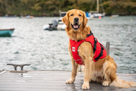 Red Original Dog Buoyancy Aid